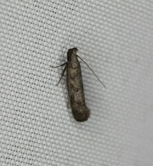 Dichomeris inversella
