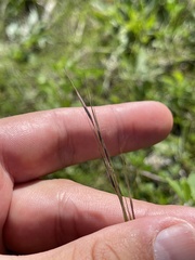 Aristida