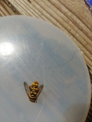 Milesia virginiensis