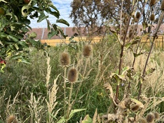 Dipsacus laciniatus