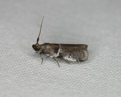 Quasisalebria atratella