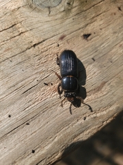 Odontotaenius disjunctus