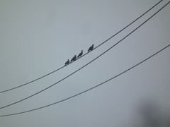 Streptopelia orientalis