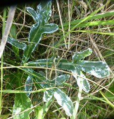 Lichtensteinia trifida