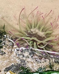 Anemonia viridis