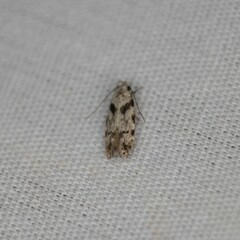 Pseudotelphusa palliderosacella