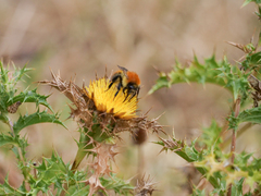 Bombus pascuorum