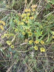 Bupleurum multinerve