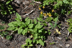 Arnica latifolia