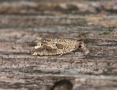 Epiblema abruptana