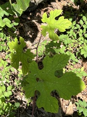 Vitis aestivalis