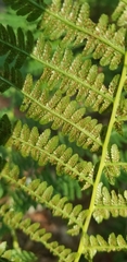 Athyrium filix-femina