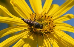 Coelioxys alternatus