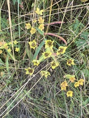 Bupleurum multinerve