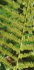 Athyrium filix-femina