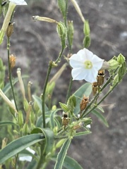 Nicotiana