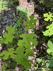 Vitis aestivalis