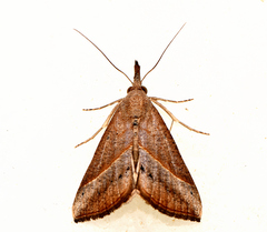 Hypena obacerralis