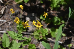 Arnica latifolia