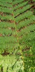 Athyrium filix-femina