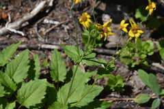 Arnica latifolia