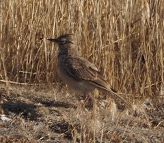 Alaudidae