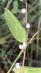 Lithospermum officinale