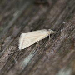 Microtheoris vibicalis
