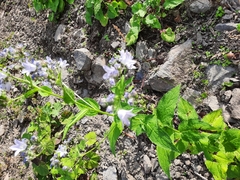 Campanula lactiflora