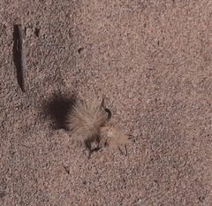 Dasymutilla sackenii