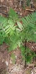 Athyrium filix-femina