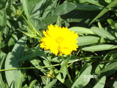 Coreopsis