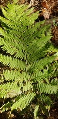 Athyrium filix-femina