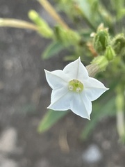 Nicotiana