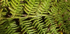 Athyrium filix-femina