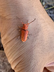 Tetraopes femoratus
