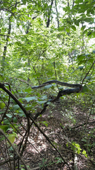 Pantherophis spiloides