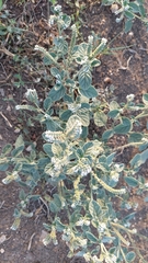 Heliotropium europaeum