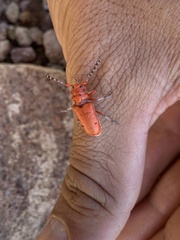 Tetraopes femoratus