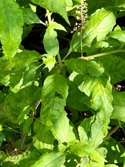 Pokeweed mosaic virus