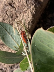 Tetraopes femoratus