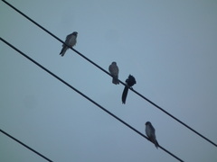 Falco amurensis