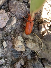 Tetraopes femoratus