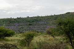 Leucophyllum laevigatum