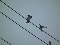 Falco amurensis