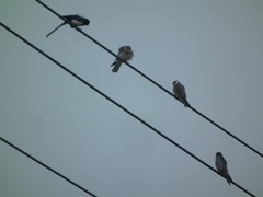 Falco amurensis