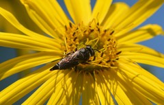 Coelioxys alternatus
