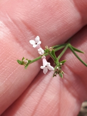 Asperula cynanchica
