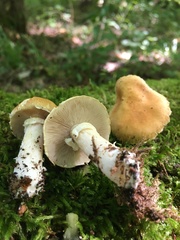 Stropharia