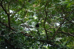 Anthracoceros albirostris